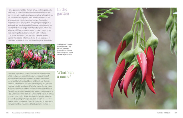 Aotearoa in Bloom