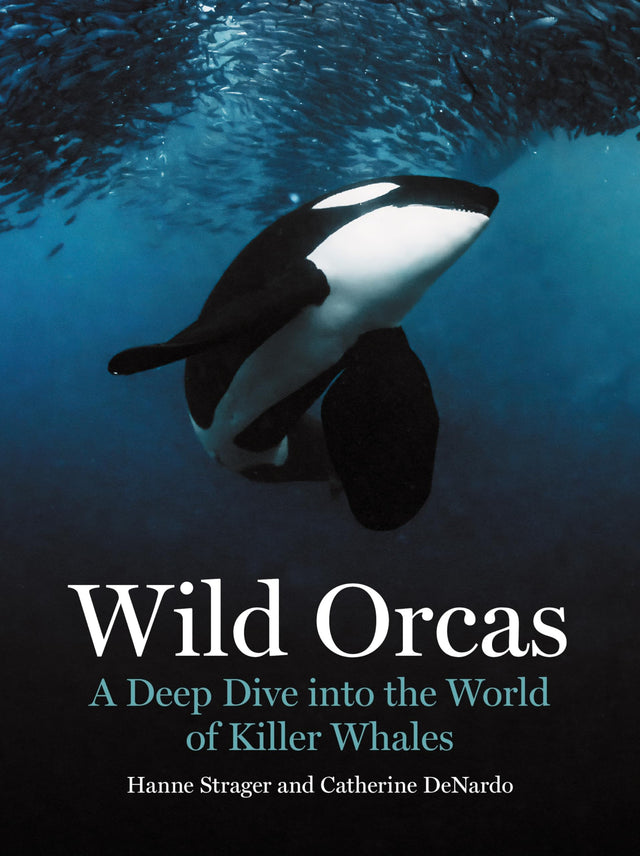 Wild Orcas