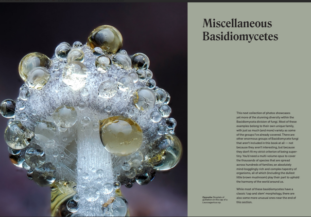 The Secret Life of Fungi