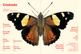 Butterflies and Moths of Aotearoa