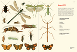 Butterflies and Moths of Aotearoa