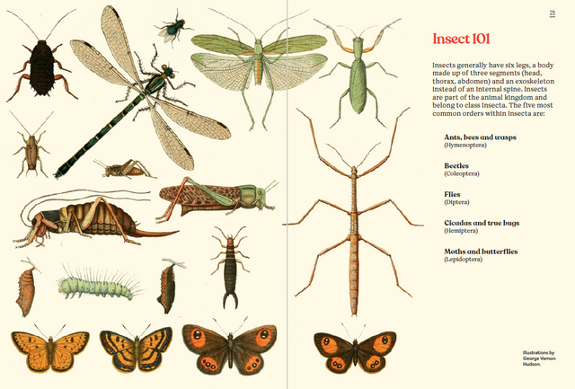 Butterflies and Moths of Aotearoa