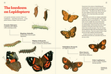 Butterflies and Moths of Aotearoa