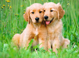 Ravensburger: The Golden Retriever Brothers Puzzle - 500 Piece
